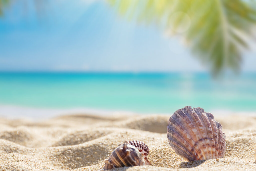 seashells-on-sunny-tropical-beach-2026-03-18-04-32-37-utc